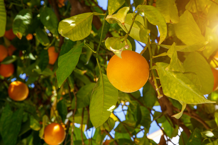 mandarin fruits on a tree, Sevilla, Spainの写真素材