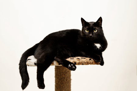 black cat lies on a cats place, white backgroundの写真素材