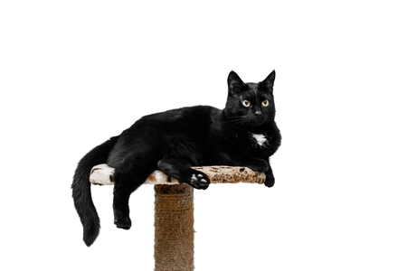 black cat lies on a cats place, white backgroundの写真素材