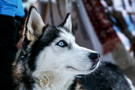Siberian Husky dog black and white colour with blue eyes in winter.の写真素材