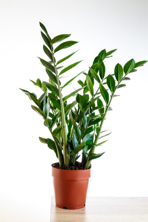 Plant in the pot, Green leaves of Zamioculcas on white backgroundの写真素材