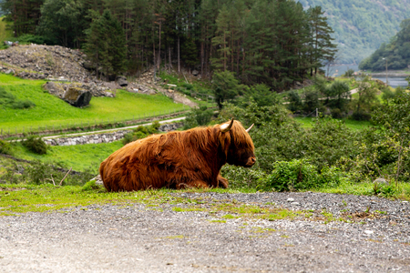 Big musk ox in its habitat, Natural landscape on the background. Norwegian animalの写真素材