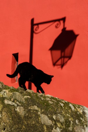 Black cat on the street. The shadow of the lantern, the red background of the wall.の写真素材