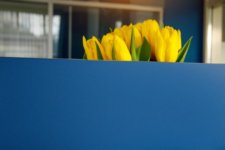 Blue nameplate for text, yellow tulips on background, office spaceの写真素材