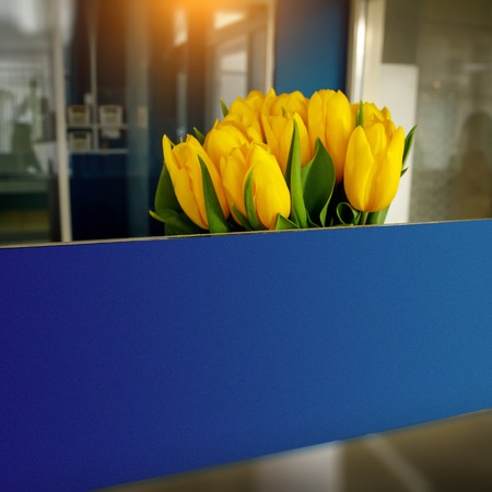 Blue nameplate for text, yellow tulips on background, office spaceの写真素材