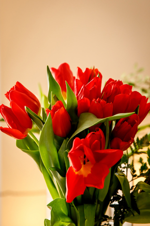 Bouquet of red spring tulips in office spaceの写真素材
