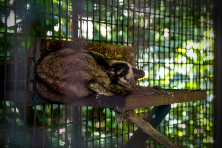 Asian palm civet, musang, sleeping at plantation in Bali, Indonesia. Aviary with a latticeの写真素材