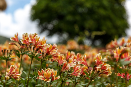 Yellow Alstroemeria flower, Peruvian lily or lily of the Incasの写真素材