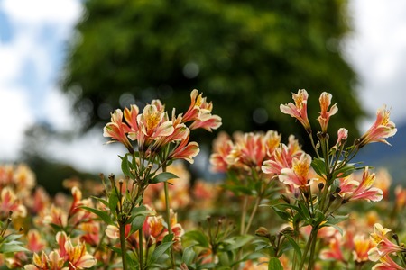 Yellow Alstroemeria flower, Peruvian lily or lily of the Incasの写真素材