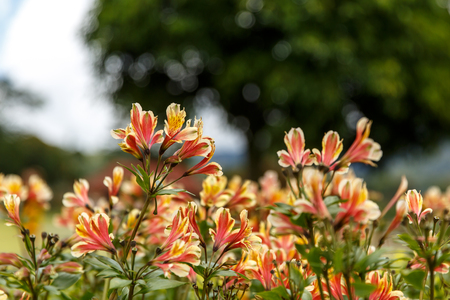 Yellow Alstroemeria flower, Peruvian lily or lily of the Incasの写真素材