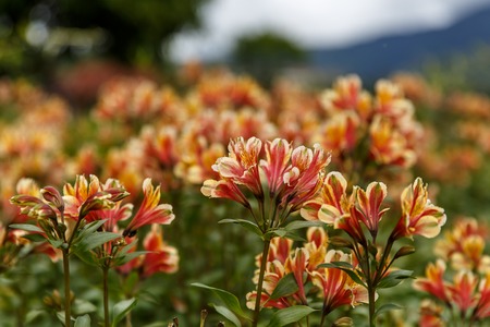 Yellow Alstroemeria flower, Peruvian lily or lily of the Incasの写真素材