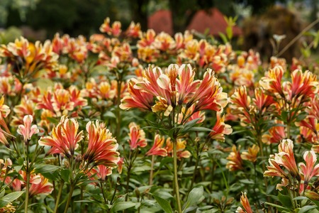 Yellow Alstroemeria flower, Peruvian lily or lily of the Incasの写真素材