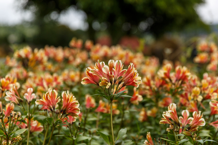 Yellow Alstroemeria flower, Peruvian lily or lily of the Incasの写真素材
