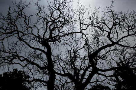 The branches of the crown of trees opposite the light from the sunの写真素材
