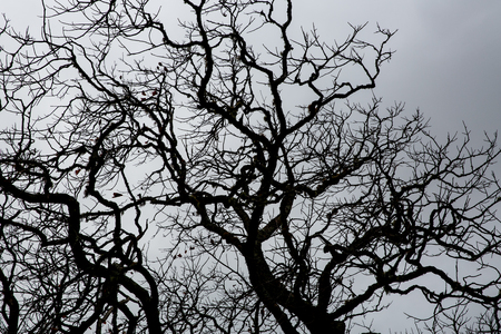 The branches of the crown of trees opposite the light from the sunの写真素材