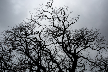The branches of the crown of trees opposite the light from the sunの写真素材