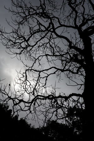 The branches of the crown of trees opposite the light from the sunの写真素材