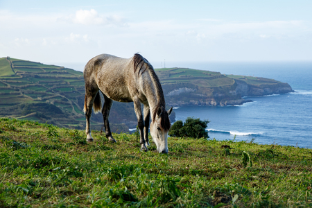 Horse on shore of ocean. Green meadow on backgroundの写真素材