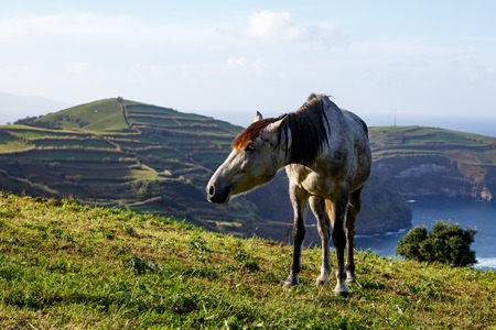 Horse on shore of ocean. Green meadow on backgroundの写真素材