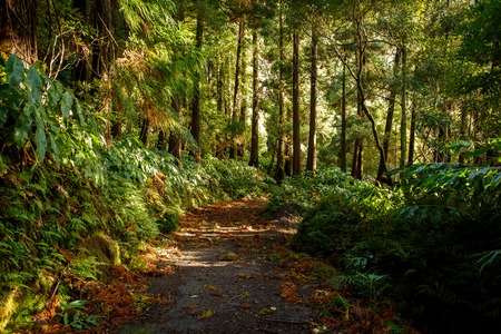 Magic Forest Dawn Lightの写真素材