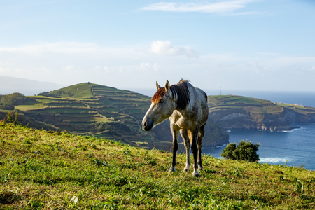 Horse on shore of ocean. Green meadow on backgroundの写真素材