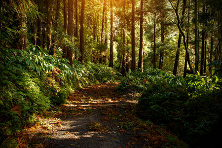 Magic Forest Dawn Lightの写真素材