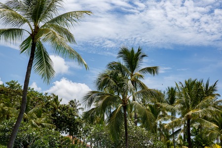 Palm trees againts sky on tropical islandの写真素材
