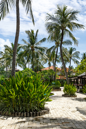 Palm trees againts sky on tropical islandの写真素材