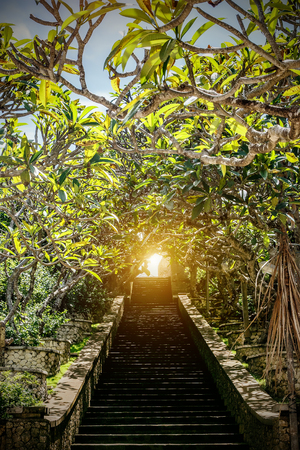 Stairs up, green plants around, light at the endの写真素材