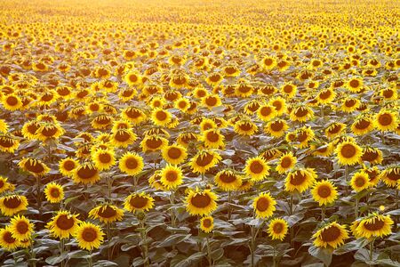 Sunflowers natural background. Sunset. Wallpaper with sunflowers field texture.の写真素材