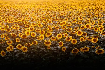 Sunflowers natural background. Sunset. Wallpaper with sunflowers field texture.の写真素材