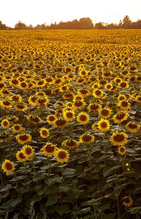 Sunflowers natural background. Sunset. Wallpaper with sunflowers field texture.の写真素材