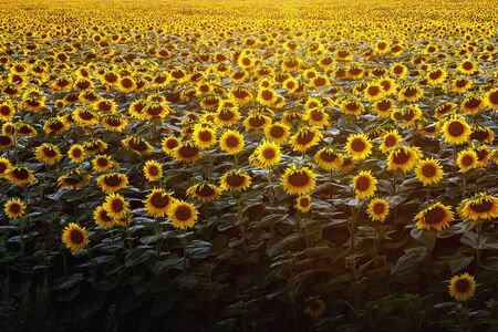 Sunflowers natural background. Sunset. Wallpaper with sunflowers field texture.の写真素材