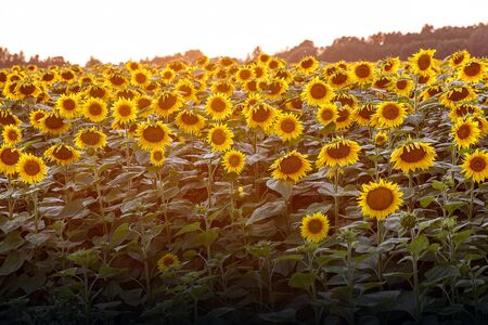 Sunflowers natural background. Sunset. Wallpaper with sunflowers field texture.の写真素材