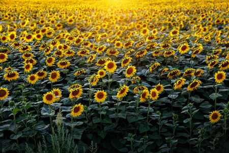 Sunflowers natural background. Sunset. Wallpaper with sunflowers field texture.の写真素材