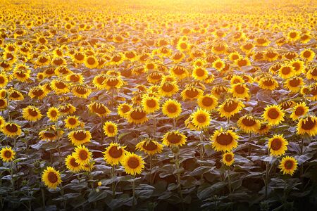 Sunflowers natural background. Sunset. Wallpaper with sunflowers field texture.の写真素材