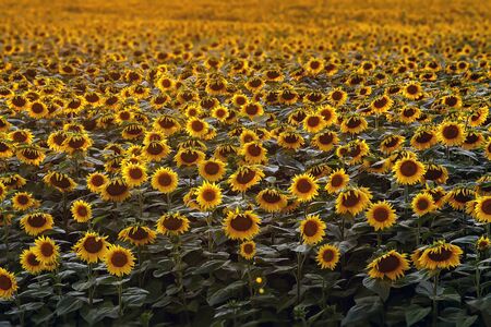 Sunflowers wallpaper. Floral background, natural textureの写真素材