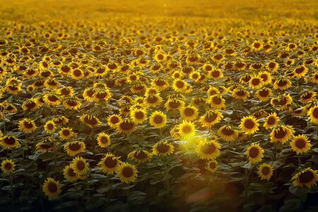Sunflowers wallpaper. Floral background, natural textureの写真素材