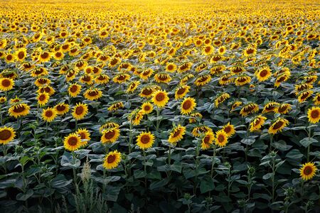 Sunflowers wallpaper. Floral background, natural textureの写真素材
