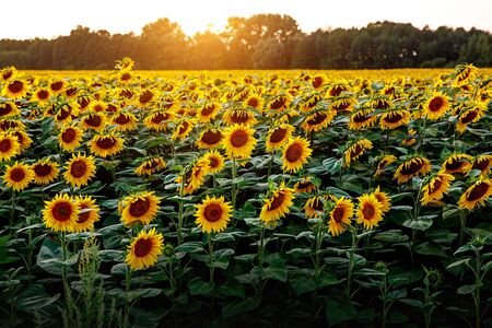 Sunflowers wallpaper. Floral background, natural textureの写真素材