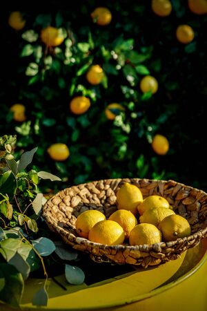 Lemons in a basket, green floral backgroundの写真素材