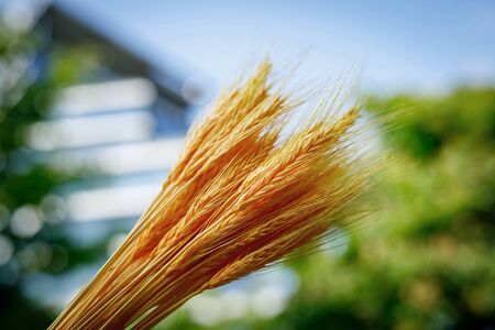 Spikelets of wheat against the blue skyの写真素材