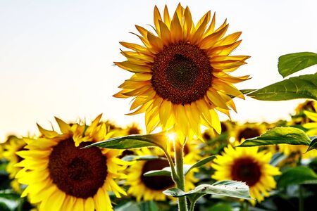 Sunflowers in a large field. Flower close upの写真素材