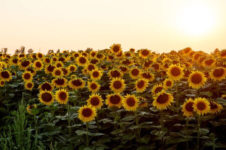 Sunflowers in a large field. Flower close upの写真素材
