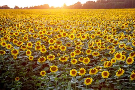 Background with a lot of flowers. Sunflowers wallpaperの写真素材