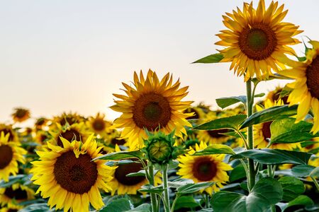 Sunflowers in a large field. Flower close upの写真素材
