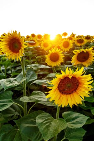 Sunflowers in a large field. Flower close upの写真素材
