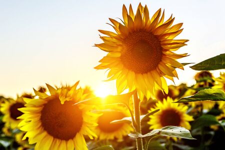 Close-up of a sunflower in a field against a sunsetの写真素材