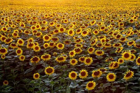 Background with a lot of flowers. Sunflowers wallpaperの写真素材
