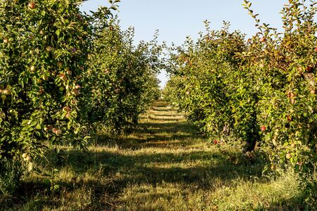 Apple grove. A row of trees with apples on the branchesの写真素材
